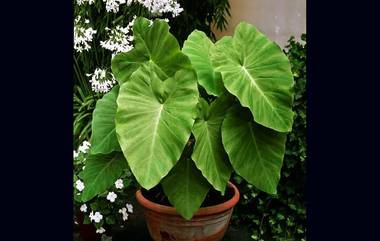 Colocasia Leaves Benefits : পেটের বহু সমস্যা নিরাময় করে এই পাতা, জেনে নিন উপকারিতা