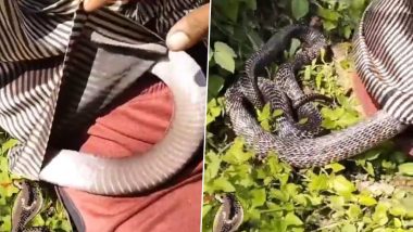 Snake Inside Man's Shirt: জামার ভেতর ঢুকে পড়েছে বিশাল গোখরো সাপ! তারপর কী হল দেখুন ভিডিয়ো