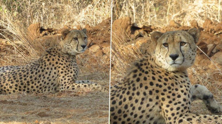 Male Cheetah Pawan: মধ্যপ্রদেশের খোলা জঙ্গলে ছাড়া হল পুরুষ চিতা পবনকে