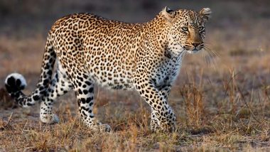 Leopard Attacked : স্কুল থেকে বাড়ি ফেরার পথে চিতা বাঘের কবলে ৯ বছর বয়সী বালক