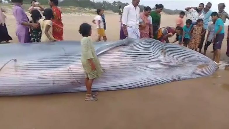 Blue Whale Washes in Andhra Pradesh: অন্ধ্রপ্রদেশের সমুদ্র সৈকতে ভেসে এল বিশালাকৃতির নীল তিমি, বিরল ঘটনার সাক্ষী গ্রামবাসী