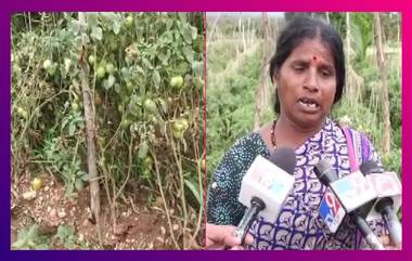 Tomato Price Hike: অগ্নিমূল্য টমেটো, জমি থেকে চুরি আড়াই লাখের সবজি