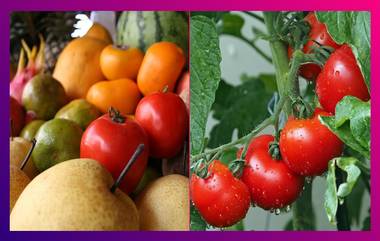 Tomato Price Hike: সুনীল শেট্টির রান্নাঘরেও প্রভাব পড়ল মূল্যবৃদ্ধির