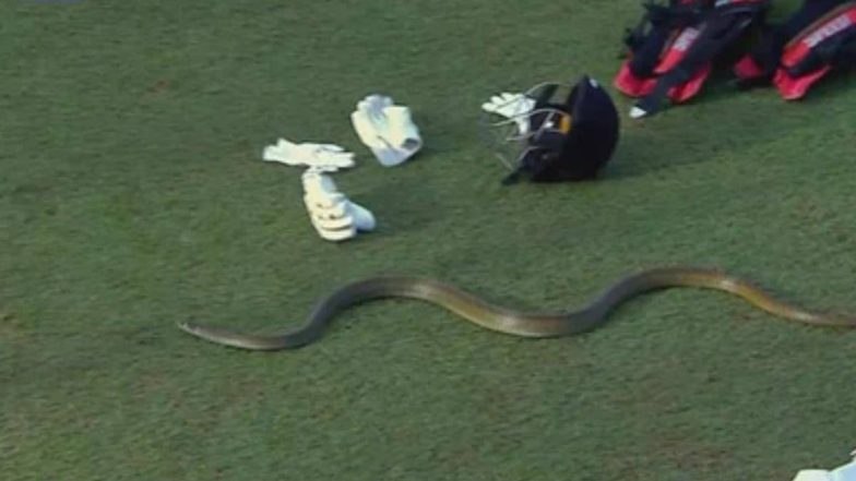 Snake Stops Play: কলম্বোয় সাকিবদের ম্যাচের মাঝে মাঠে ঢুকে পড়ল সাপ, বন্ধ খেলা, দেখুন ছবিতে