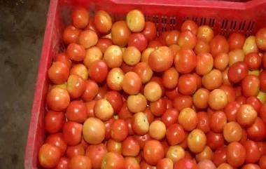 Tomato Price Hike: দাম দিচ্ছে ছ্যাকা, গঙ্গোত্রি ধামে টমেটো বিক্রি হচ্ছে ২৫০ টাকা কেজি দরে