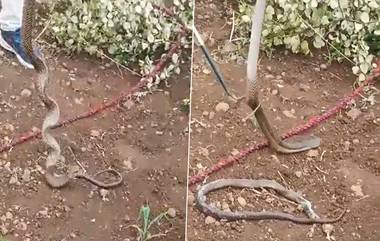 Cobra Eating Cobra Video: একটি কোবরা গিলে ফেলছে অন্য কোবরাকে, দেখুন সেই চাঞ্চল্যকর ভিডিও