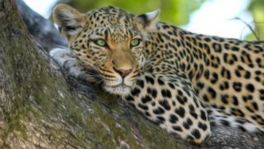 Leopard Head stuck in Pot Video: মহারাষ্ট্রে চিতাবাঘের মুখে আটকে গেল হাঁড়ি, পাঁচ ঘণ্টার পর কাটল বন্দি দশা, দেখুন ভিডিয়ো