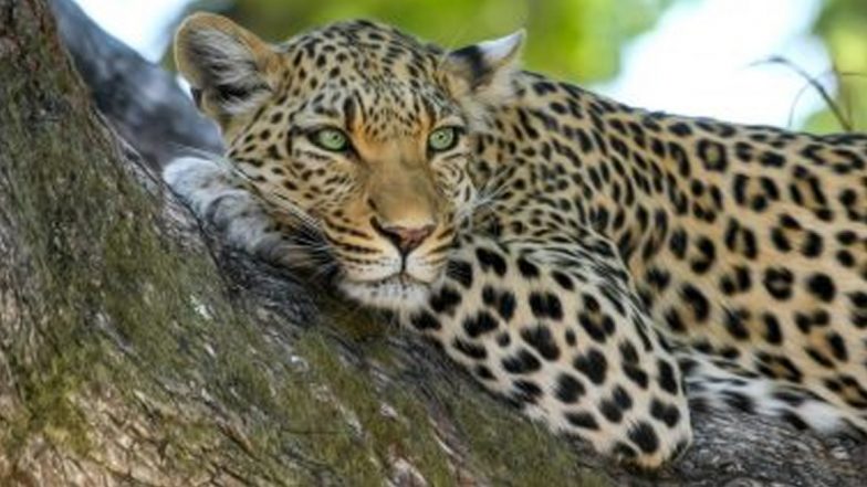 Leopard Video: দিল্লির রাজপথে ঘুরে বেড়াচ্ছে চিতাবাঘ, শিহরণ জাগানো ভিডিয়ো