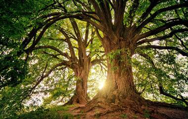 Indore Planting Tree Guinness World Record: ২৪ ঘণ্টায় ১১ লক্ষ গাছ পুঁতে গিনিস রেকর্ড মধ্যপ্রদেশের, স্বচ্ছ ইন্দোর এখন সবুজ শহর