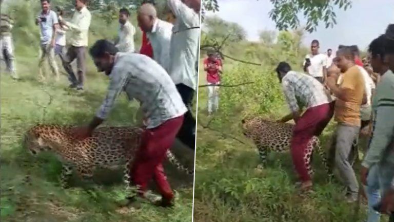 Leopard Found in Madhya Pradesh: মধ্যপ্রদেশের ইকলেরা গ্রামে মিলল এক অসুস্থ চিতাবাঘ, উদ্ধারের আগে গ্রামবাসীদের ছবি তোলার হিড়িক (দেখুন ভিডিও)