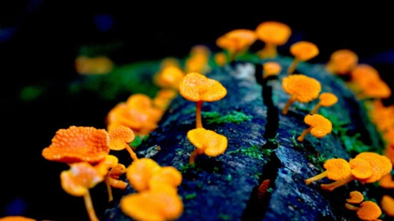 BMC Ecology and Evolution Image Competition 2023: পরজীবী ছত্রাক থেকে ডাইনোসরের ডিম! দেখুন, ইকোলজি অ্যান্ড ইভোল্যুশন ইমেজ কম্পিটিশনের চমকপ্রদ ছবি