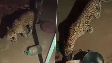 Viral Video-Leopard Grabbing Chicken: মুরগি চুরি করে পালাল চিতাবাঘ! মহারাষ্ট্রের ভাইরাল ভিডিয়ো