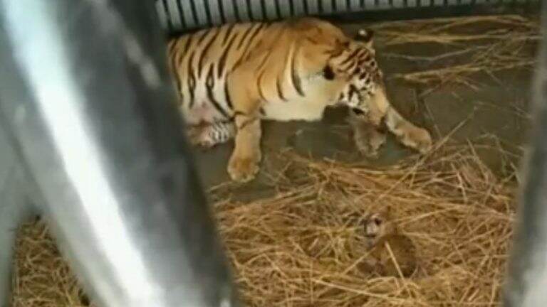 Tigress Rika: কিকার পর মা হল রিকা, জন্ম দিল তিন ব্যাঘ্র শাবকের