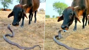 Cow And Snake Video: সাপের গাল চাটছে গোরু! দেখুন অকৃত্রিম ভালোবাসার ভিডিয়ো