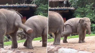 Cute Baby Elephants Fight Video: দুটি শাবক হাতির খুনসুটি, ল্যাং মারছে একে অপরকে! দেখুন ভিডিও