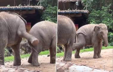 Cute Baby Elephants Fight Video: দুটি শাবক হাতির খুনসুটি, ল্যাং মারছে একে অপরকে! দেখুন ভিডিও