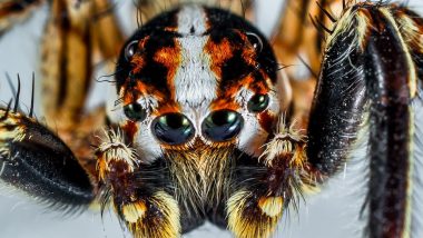 Venomous Spider: বিষাক্ত মাকড়সার জেরে অস্ট্রিয়ার একটি সুপারমার্কেট বন্ধ