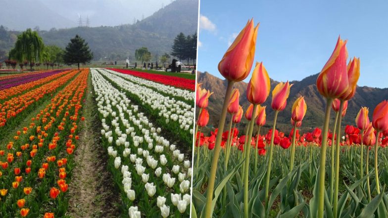 Indira Gandhi Memorial Tulip Garden: দেশের মুকুটে নয়া পালক, এশিয়ার সবচেয়ে বড় পার্ক হিসাবে রেকর্ড ইন্দিরা গান্ধী মেমোরিয়াল টিউলিপ গার্ডেনের