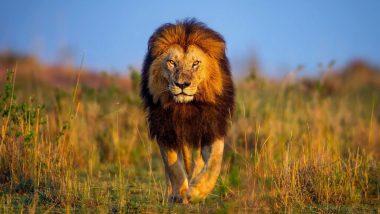 World Lion Day 2023: বিশ্ব সিংহ দিবস উদযাপন কেন গুরুত্বপূর্ণ? দেখুন প্রধানমন্ত্রীর টুইট