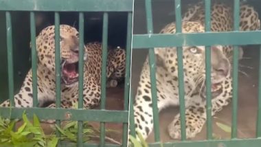 Andhra Pradesh Leopard Video: পরপর লেপার্ডের হানা, অন্ধ্রে অগাস্টেই খাঁচা বন্দি ৪টি চিতা