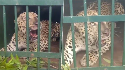 Andhra Pradesh Leopard Video: পরপর লেপার্ডের হানা, অন্ধ্রে অগাস্টেই খাঁচা বন্দি ৪টি চিতা