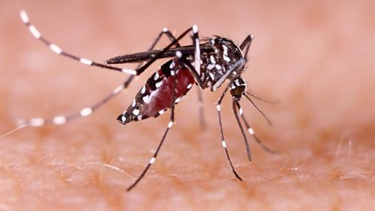 Dengue Control In Durga Puja Season: পুজোর আগে রাজ্যে ডেঙ্গু সংক্রমণ নিয়ন্ত্রণে রাখতে রাজ্য সরকারের বিশেষ সতর্কতা, জরুরী বৈঠকে জেলাগুলিকে নির্দেশ মুখ্যসচিবের