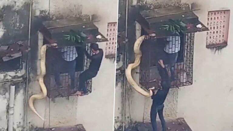 Python Found in Thane? ফ্ল্যাটের জানালায় আটকে পড়া অজগরকে বাঁচানোর চেষ্টা, দেখুন দুই অকুতোভয় ব্যক্তির ভিডিয়ো