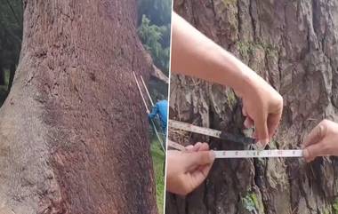 Cedar Tree: বিশ্বের সবচেয়ে প্রাচীন ও বৃহত্তম সিডার গাছের সন্ধান মিলল ডোডা জেলায়, দেখুন ছবি