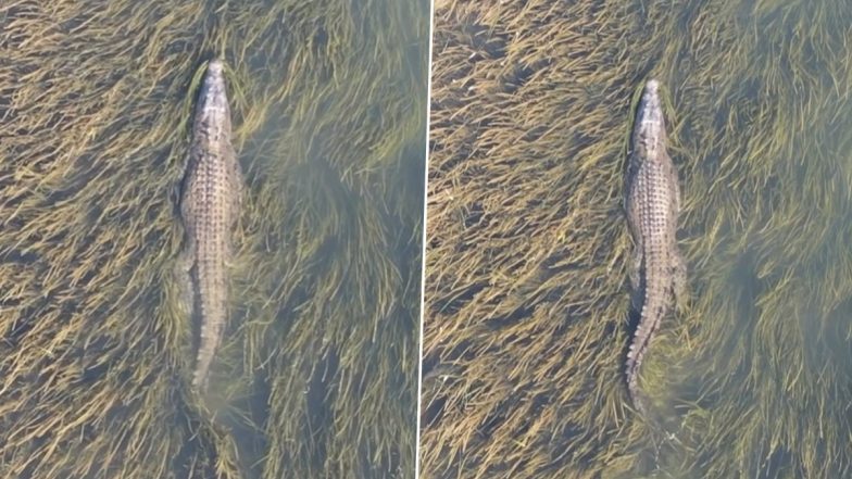 World Largest Living Reptile: বিশ্বের বৃহত্তম সরীসৃপ হলো এই কুমির, ওজন ১০০০ কেজিরও বেশি! দেখুন ভিডিও