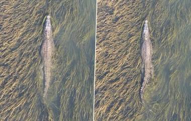 World Largest Living Reptile: বিশ্বের বৃহত্তম সরীসৃপ হলো এই কুমির, ওজন ১০০০ কেজিরও বেশি! দেখুন ভিডিও