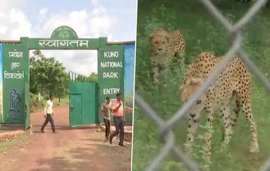 Kuno National Park: কুনো ন্যাশনাল পার্কে সব চিতার উপর রেডিও কলার বসানো হয়েছে, স্যাটেলাইটের মাধ্যমে চলছে মনিটরিং