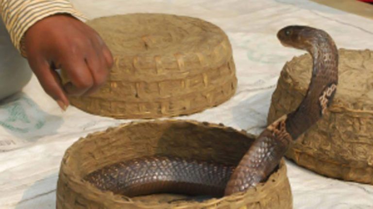 Snakebite: সমাবর্তন অনুষ্ঠানের পর সাপের ছোবলে ডাক্তারী পাশ করা পড়ুয়ার মৃত্যু