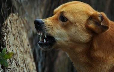 Dog Attack Video: রাস্তার ১৫টি কুকুরের আক্রমণ মহিলাকে, মাটিতে পড়ে যেতেই একের পর এক কামড়, দেখুন ভিডিয়ো