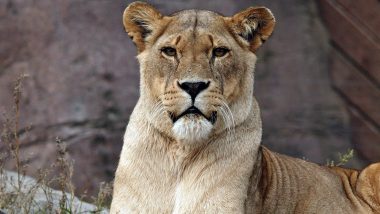 Lioness Dies of Heart Attack: ভাইজাগ চিড়িয়াখানায় হৃদরোগে মৃত্যু ১৮ বছরের সিংহীর
