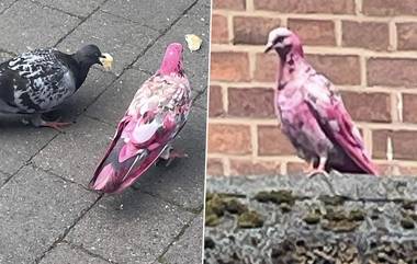 Mystery Bird Spotted in UK: ম্যানচেস্টারের রাস্তায় গোলাপি পায়রা! দেখুন ভাইরাল ছবি