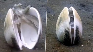 Octopus Viral Video: ঝিনুকের ভিতরে অক্টোপাস! দেখুন ভাইরাল ভিডিও