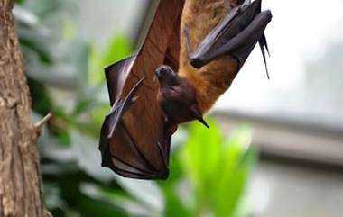 Nipah Virus Scare in Kerala: নিপা ভাইরাসের আতঙ্ক কেরলে, উচ্চ পর্যায়ের বৈঠকের পর সতর্কতা কোজিকোড়ে