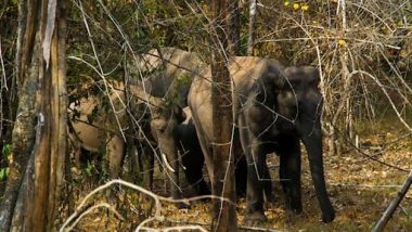 Elephant Attack in Chhattisgarh: হাতির পায়ে পিষে প্রাণ গেল ৮৪ বছর বয়সী বৃদ্ধার