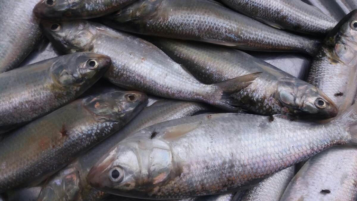 First Hilsa Of The Season In Digha: নিষেধাজ্ঞার সময়সীমা পেড়িয়ে দিঘার মোহনায় মরশুমের প্রথম ইলিশ