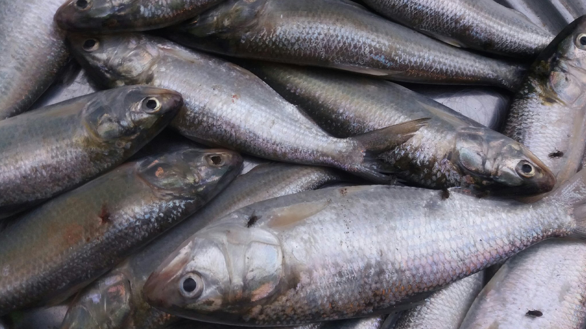 First Hilsa Of The Season In Digha: নিষেধাজ্ঞার সময়সীমা পেড়িয়ে দিঘার মোহনায় মরশুমের প্রথম ইলিশ