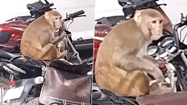 Viral Video: বাইকে বসে মুখ দিয়ে মদের বোতল খোলার আপ্রাণ চেষ্টা, ভাইরাল বাঁদরের কাণ্ড