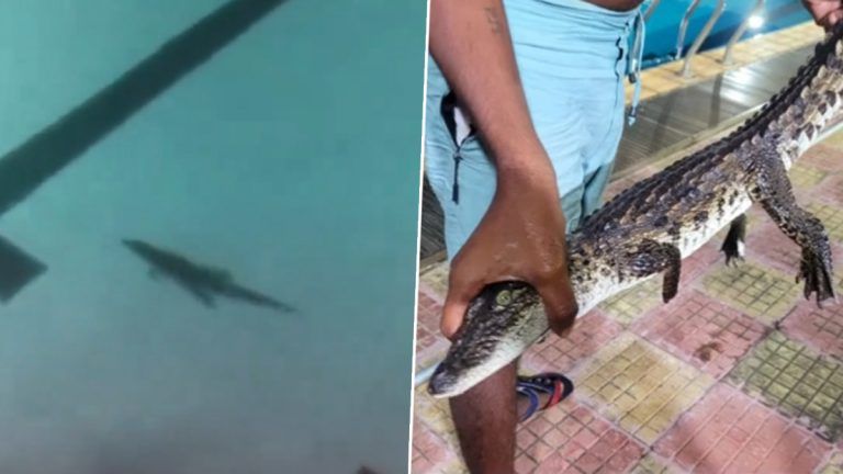 Crocodile In Swimming Pool: মুম্বই পুরসভার সুইমিং পুলে চড়ছে কুমিরের বাচ্চা, ভিডিয়ো ঘিরে আতঙ্ক