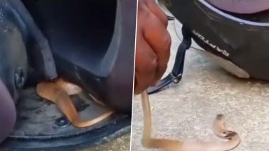 Snake Inside Helmet Video: হেলমেটের মধ্যে পেঁচিয়ে রয়েছে বিষধর কোবরা, বরাত জোরে সাপের কামড় থেকে প্রাণরক্ষা