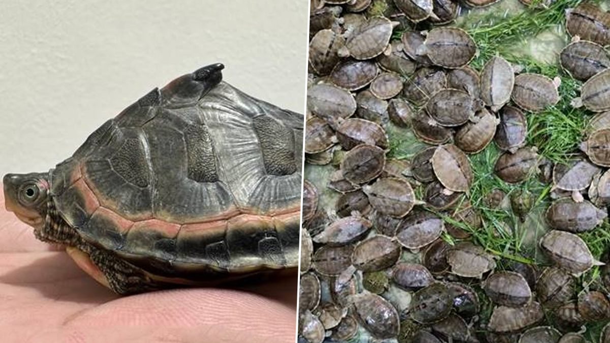 Gangetic Turtles: বিভিন্ন প্রজাতির ৯৫৫টি শিশু গাঙ্গেয় কচ্ছপ-সহ ধৃত ৬, দেখুন ছবি