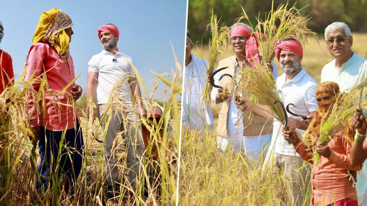 Rahul Gandhi Harvesting Paddy: ছত্তিশগড়ে কৃষকদের চাষের কাছে সাহায্য করলেন রাহুল গান্ধী, দেখুন কংগ্রেস সাংসদের শেয়ার করা ছবি