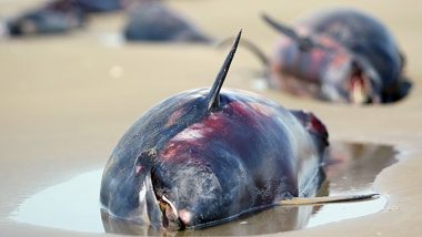Dolphins: তাপমাত্রা বৃদ্ধির কারণে ব্রাজিলের অ্যামাজনে শতাধিক ডলফিনের মৃত্যু