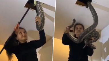 Viral Snake Video: ছাদ থেকে বেরিয়ে আসা বিশালাকার দুটি সাপকে অবলীলায় ধরলেন এক অস্ট্রেলিয়ান মহিলা(দেখুন ভাইরাল ভিডিও)