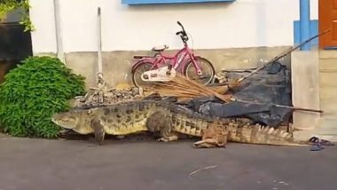 Crocodile Kalna Video: কালনার রাস্তায় ঘুরছে কুমির, লোকালয়ে ১০ ফুটের তেনাকে দেখে পিলে চমকালো বর্ধমানবাসীদের, দেখুন ভিডিয়ো