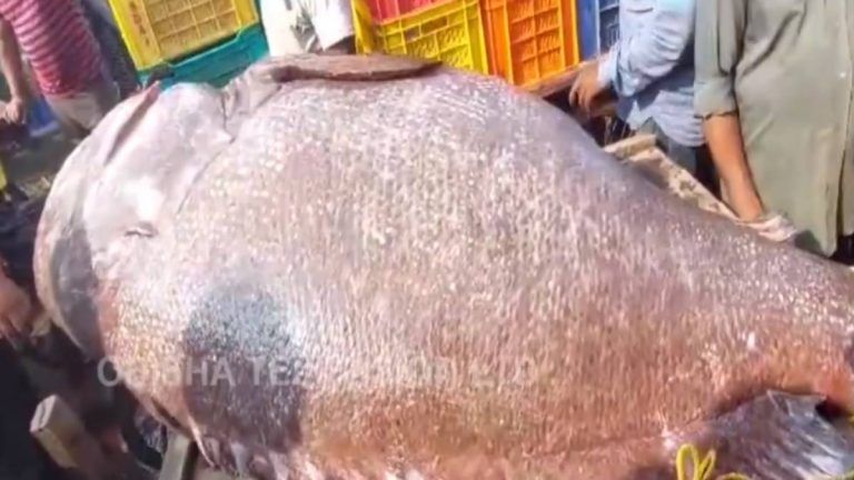 Fish Weighing 2 Quintals: ২০০ কেজির বিশাল মাছ দিঘার বাজারে বিক্রি ১ লক্ষ ২৭ হাজারে