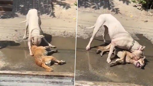 Video: রাস্তার কুকুরের ঘাড় কামড়ে ধরে নশংস হত্যা পিটবুলের, ভয়াবহ ভিডিয়ো